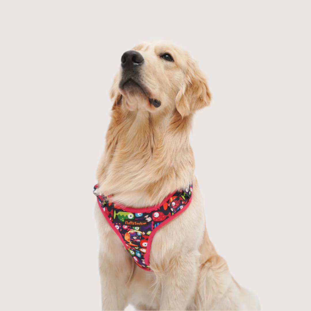 Bobble Fish Leash and Harness Walk Set