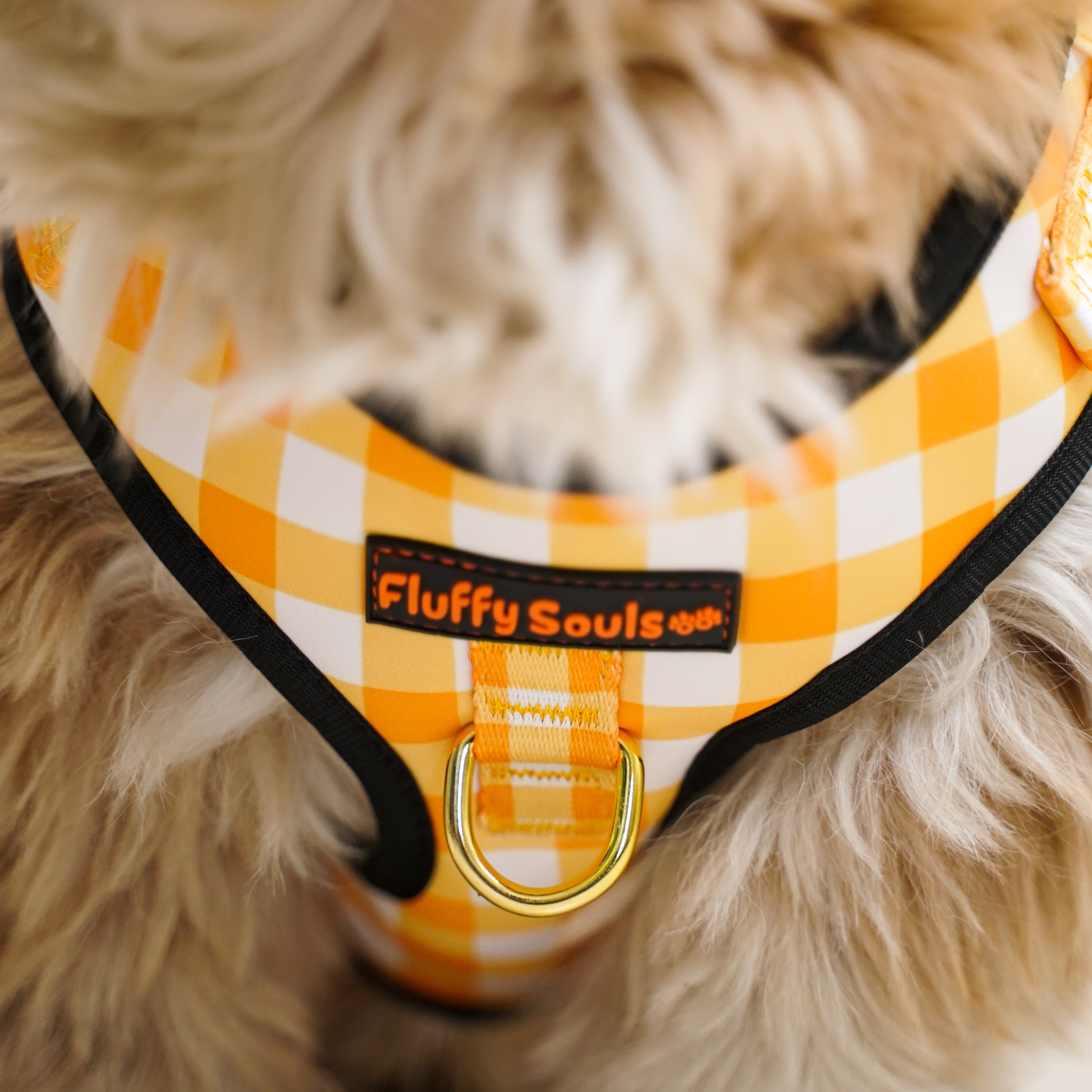 Yellow Checks Leash and Harness Walk Set
