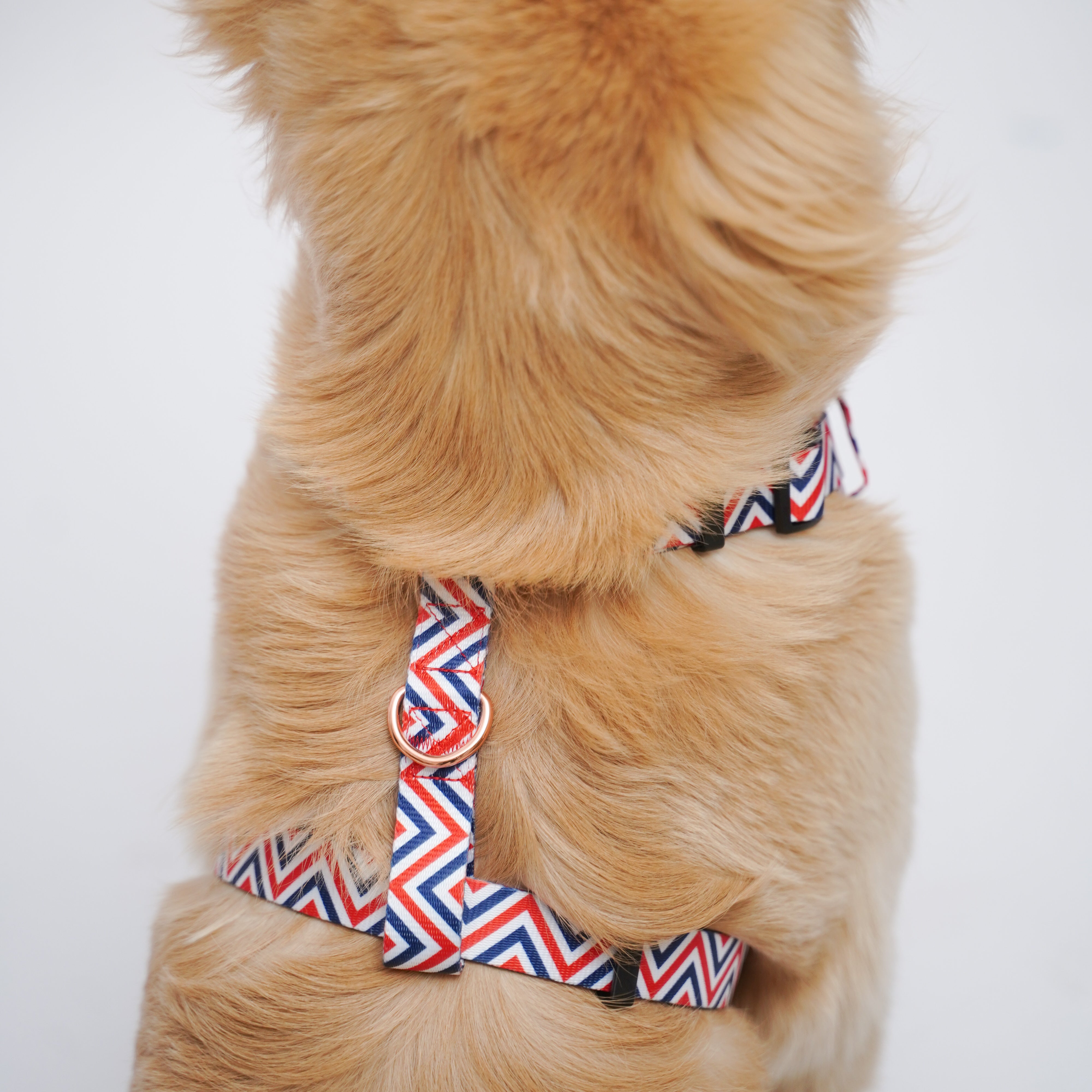 Zigzag stripes Leash and Harness Walk Set