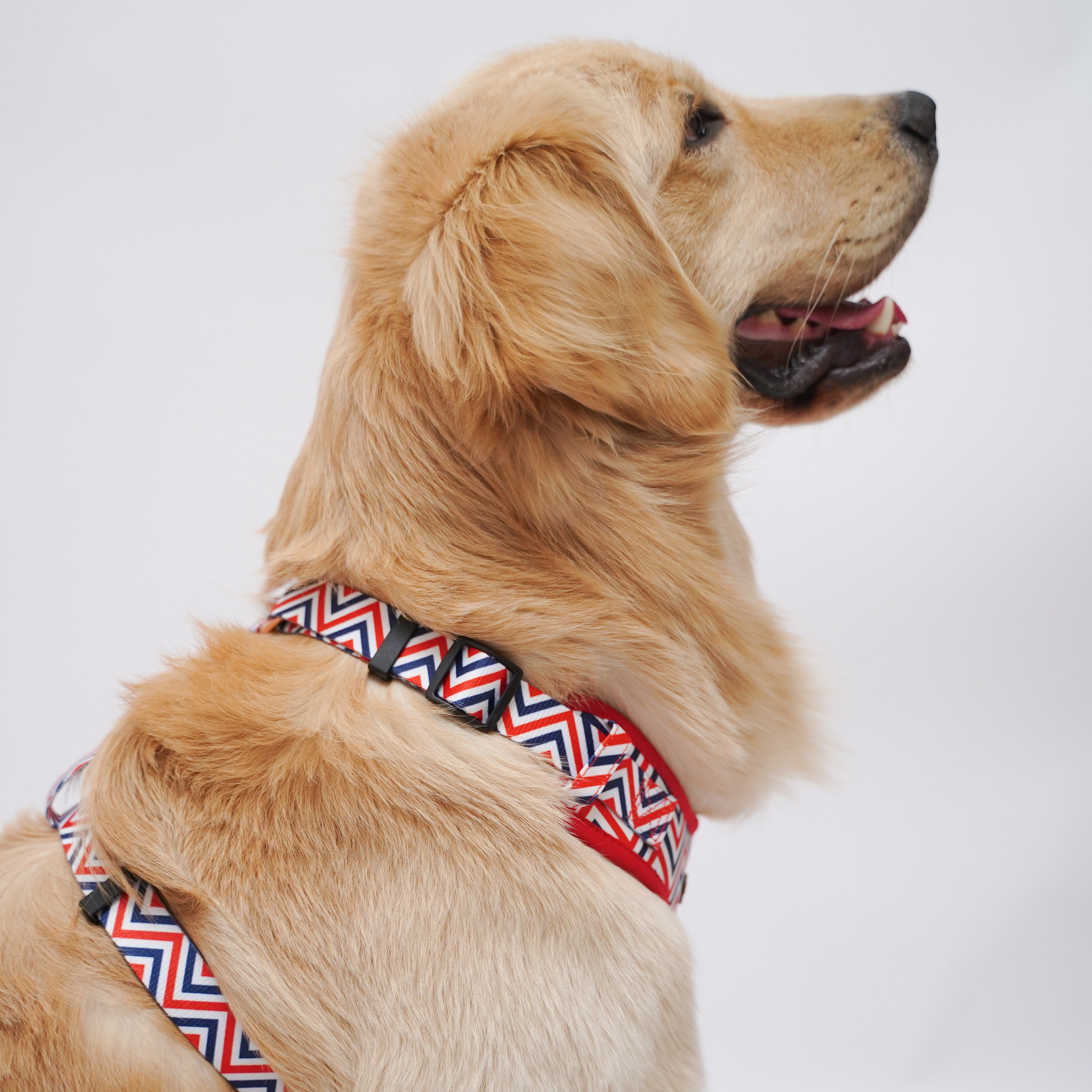 Zigzag stripes Leash and Harness Walk Set