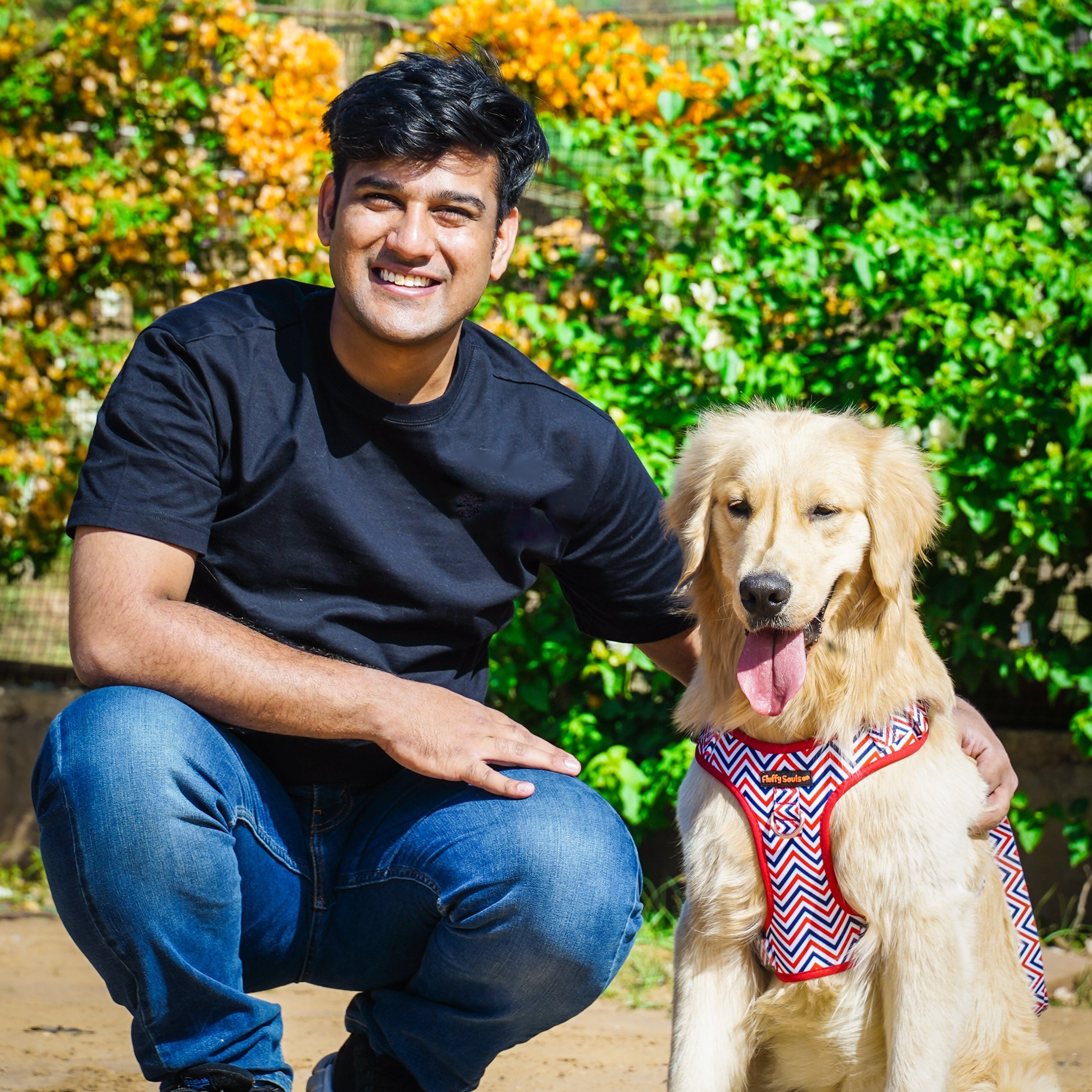 Zigzag Stripes Dog Harness