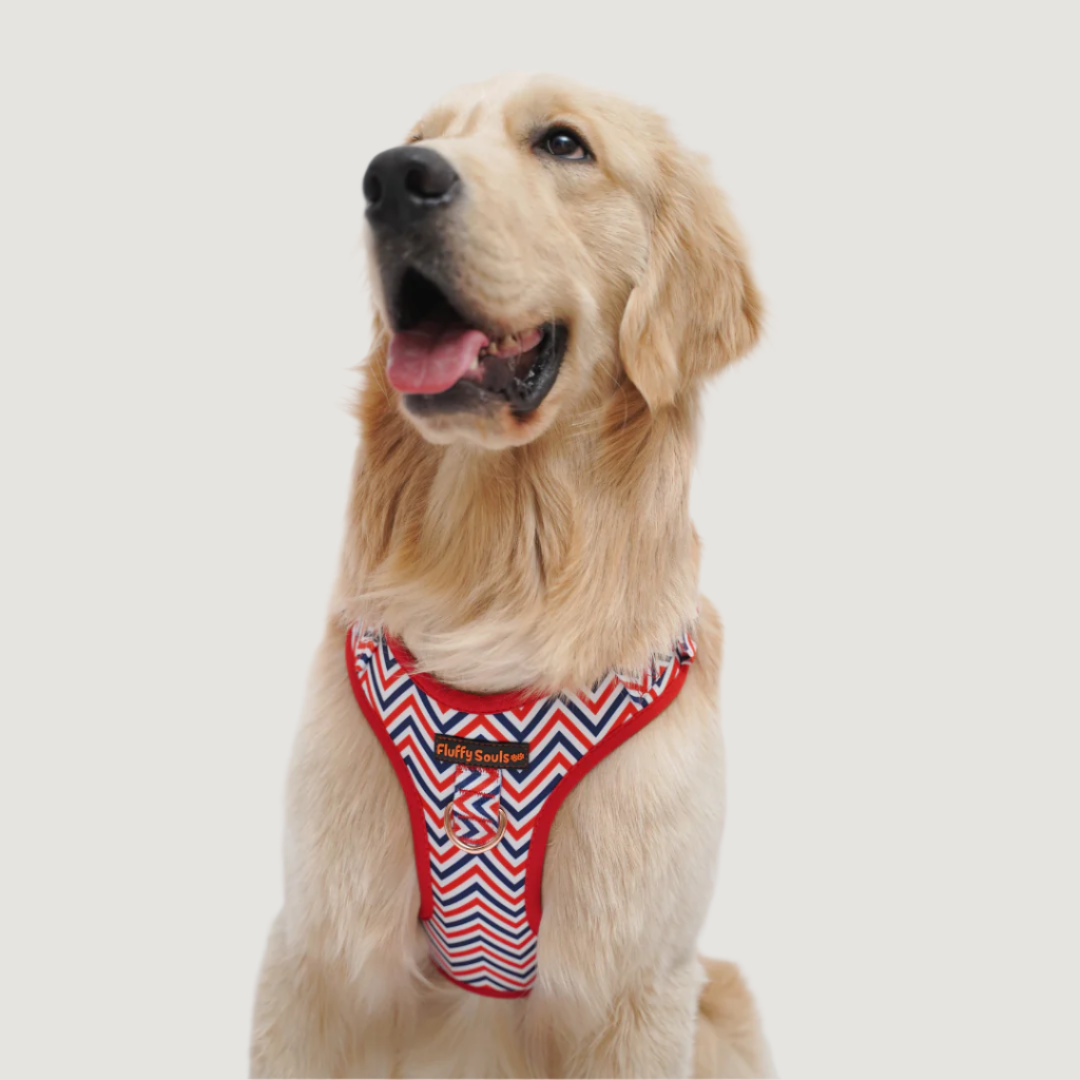 Zigzag Stripes Dog Harness