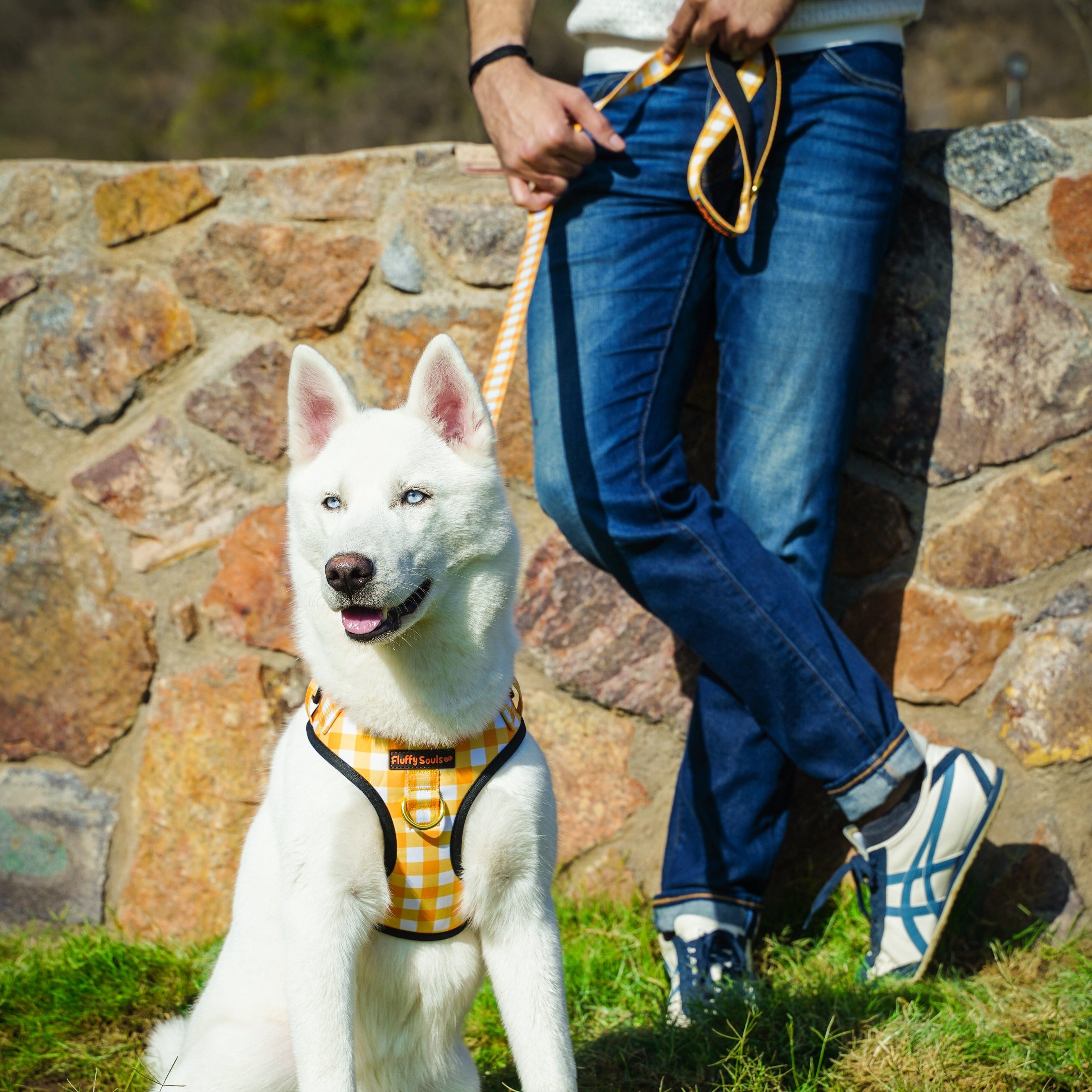 Yellow Checks Leash and Harness Walk Set